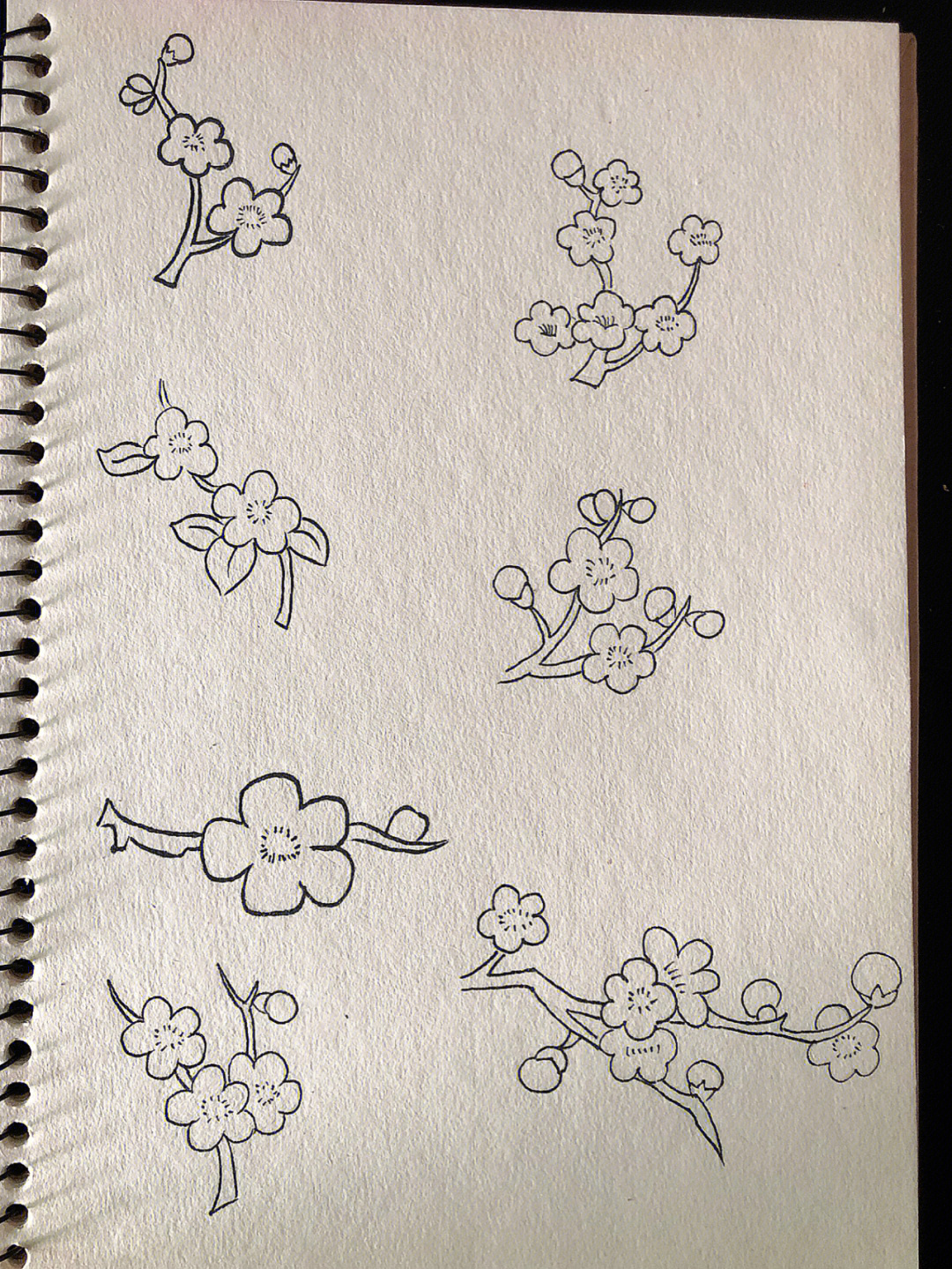 简笔画33植物篇桃花