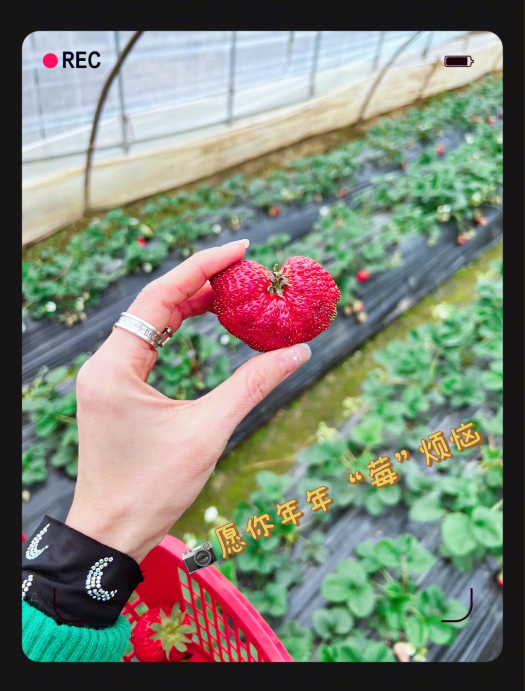 武汉摘草莓