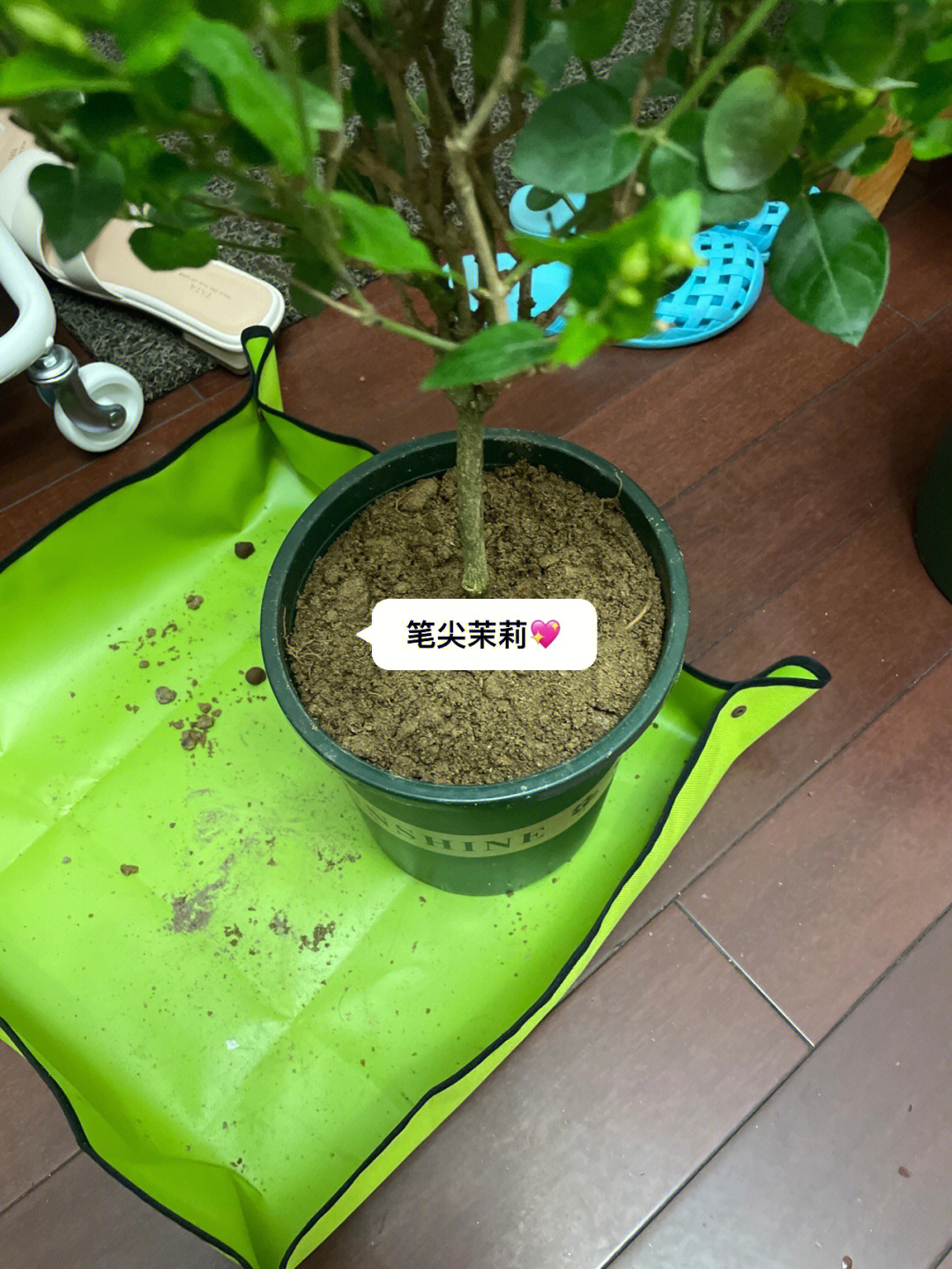 很喜欢茉莉的香味,之前在花卉市场买了2颗,养的很好!