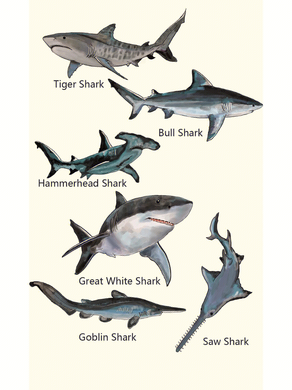 鲨鱼形态解析图片