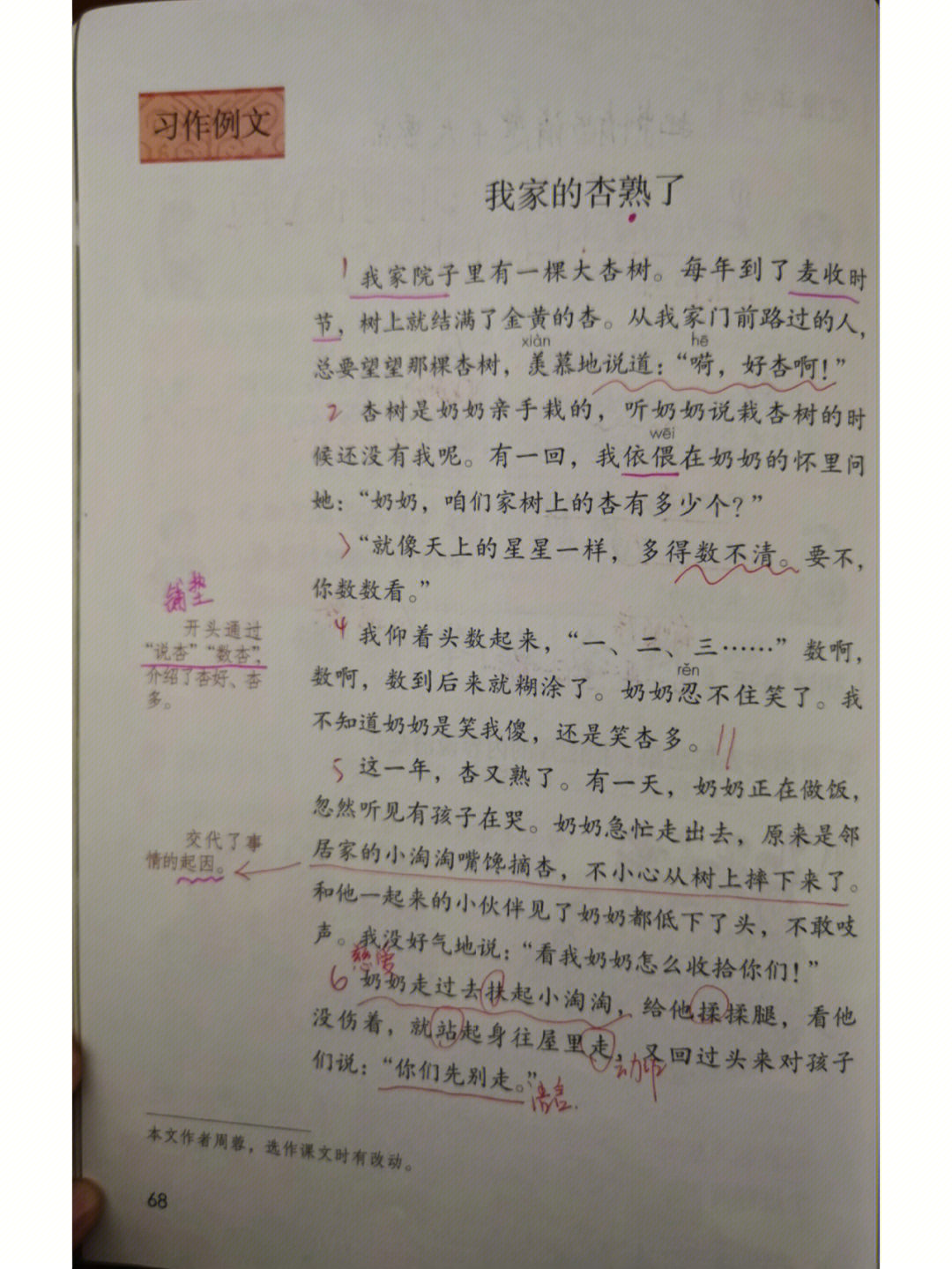 我家的杏熟了,小木船