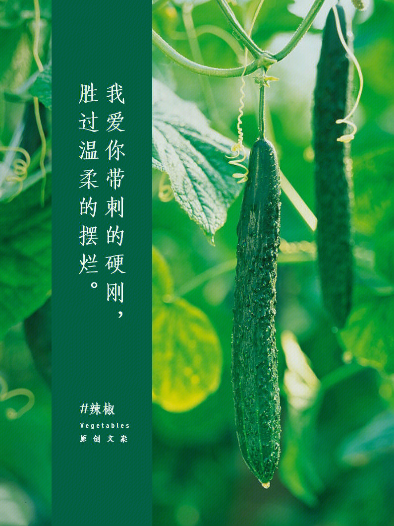 蔬菜创意文案图片