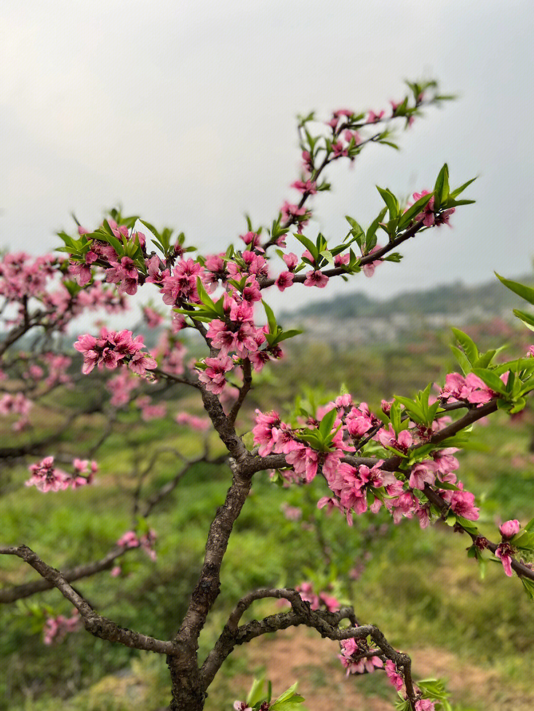 桃花是几月开的图片