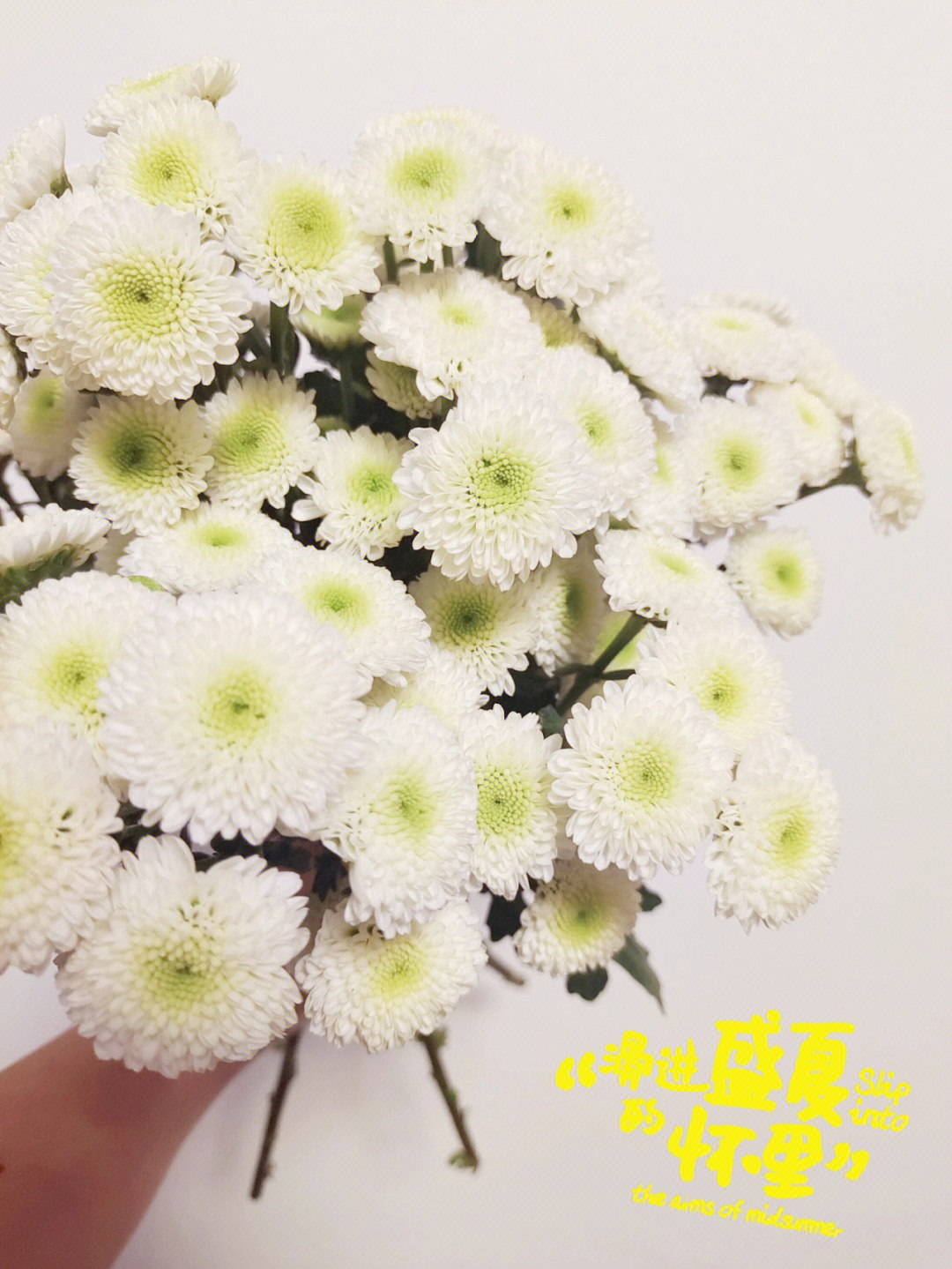 科隆香水小雏菊花语图片