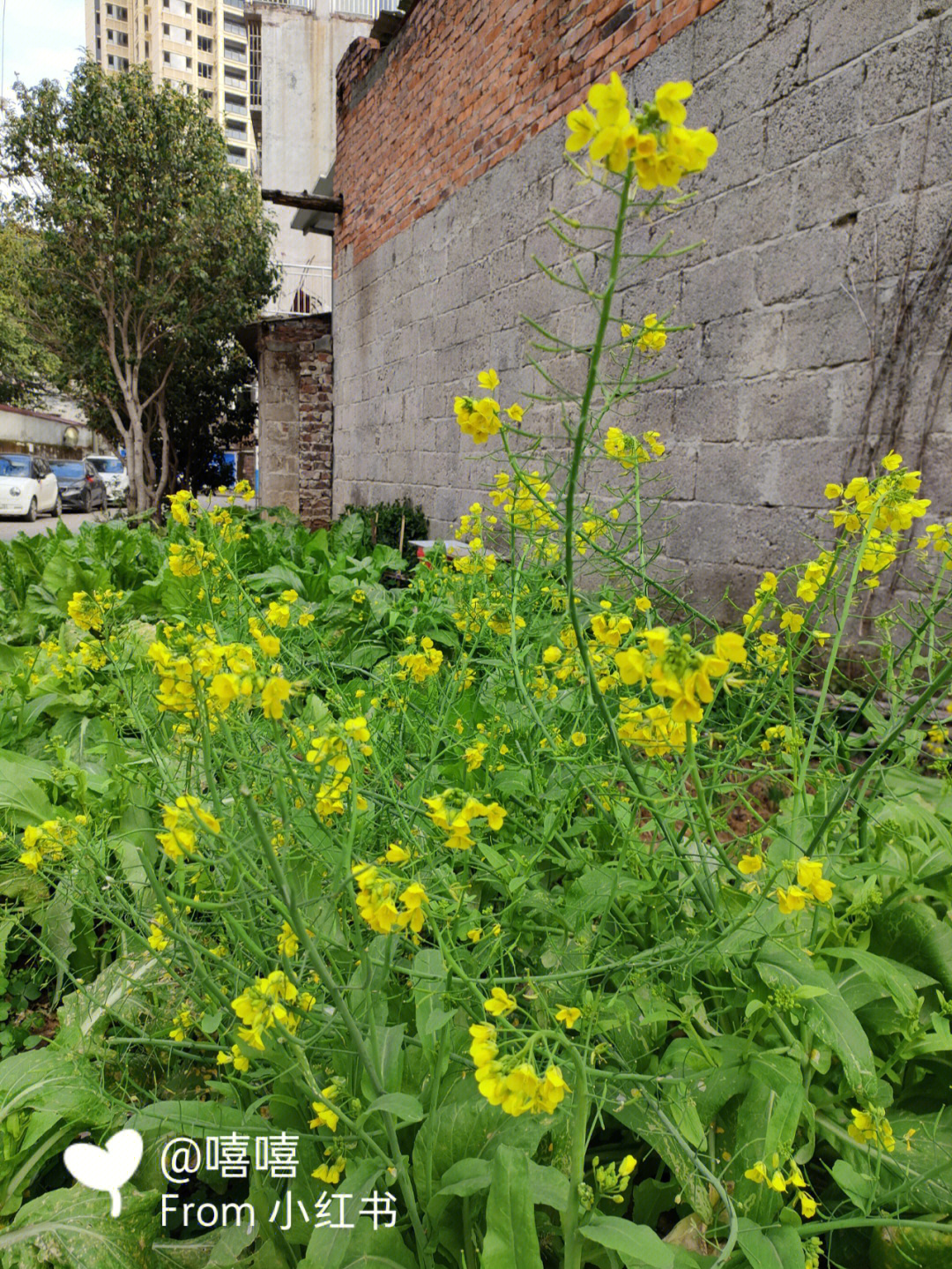 柳州油菜花2021图片