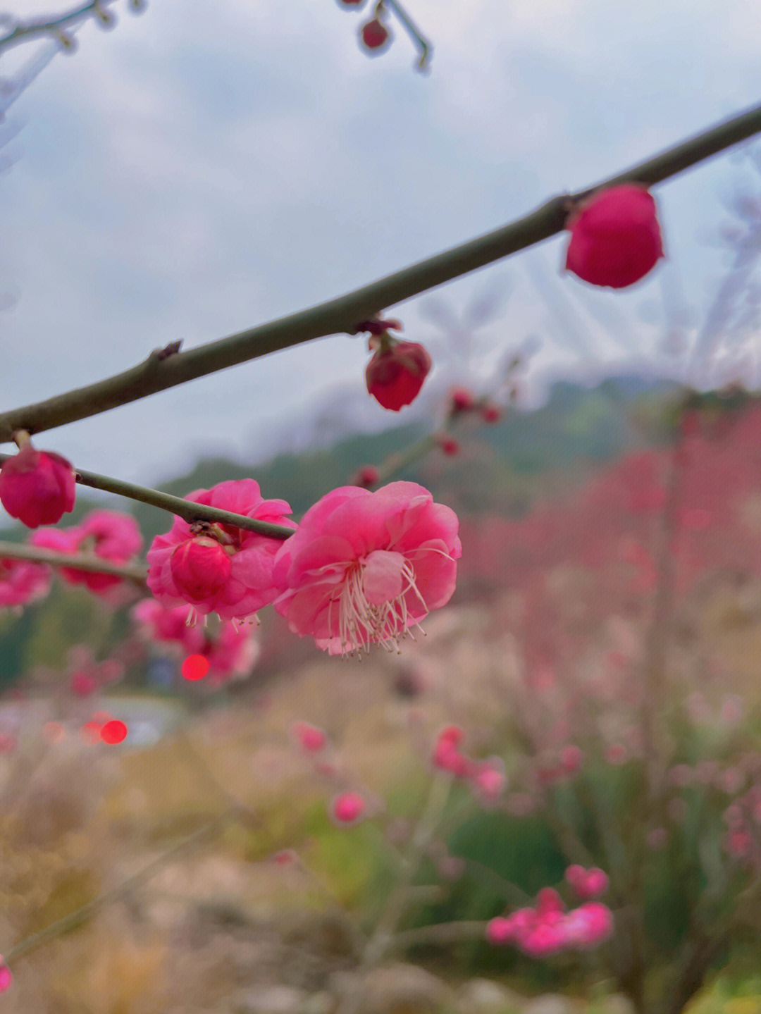 歌乐山梅花图片