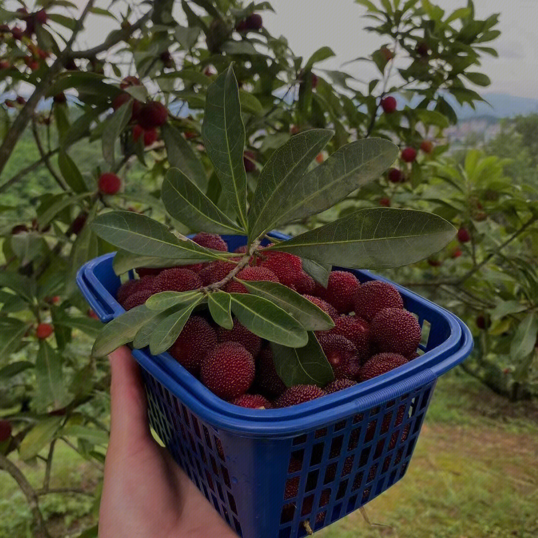 杨梅成熟的季节