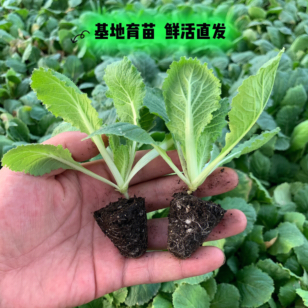 多种蔬菜苗基地育苗鲜活直发