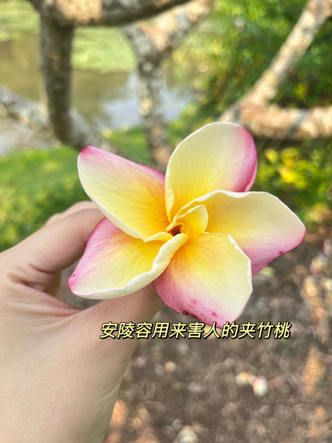 西双版纳蜜月行中科院植物园之猎奇知识点