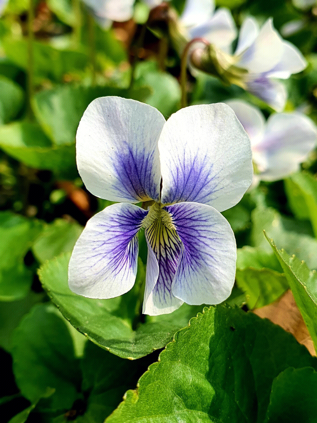 堇菜花程式图片