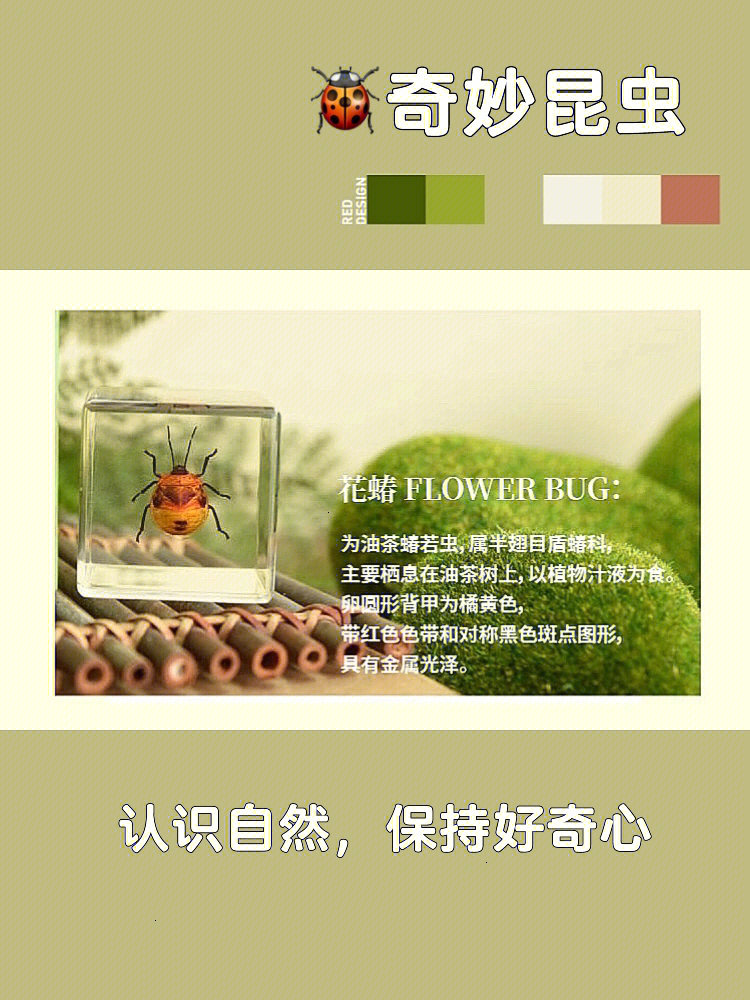 在标本里遇见自然花蝽 flower bug:为油茶蝽若虫,属半翅目盾蝽科