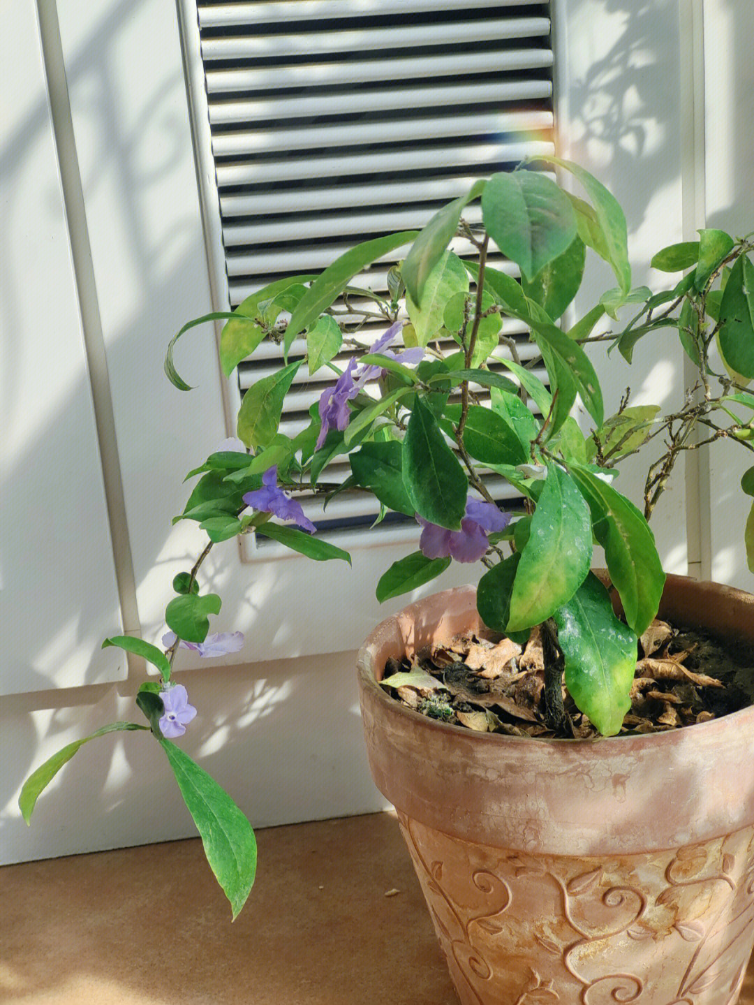 去年夏天在花市收了一株双色茉莉,现在赶着春天的脚步已经齐花开放了