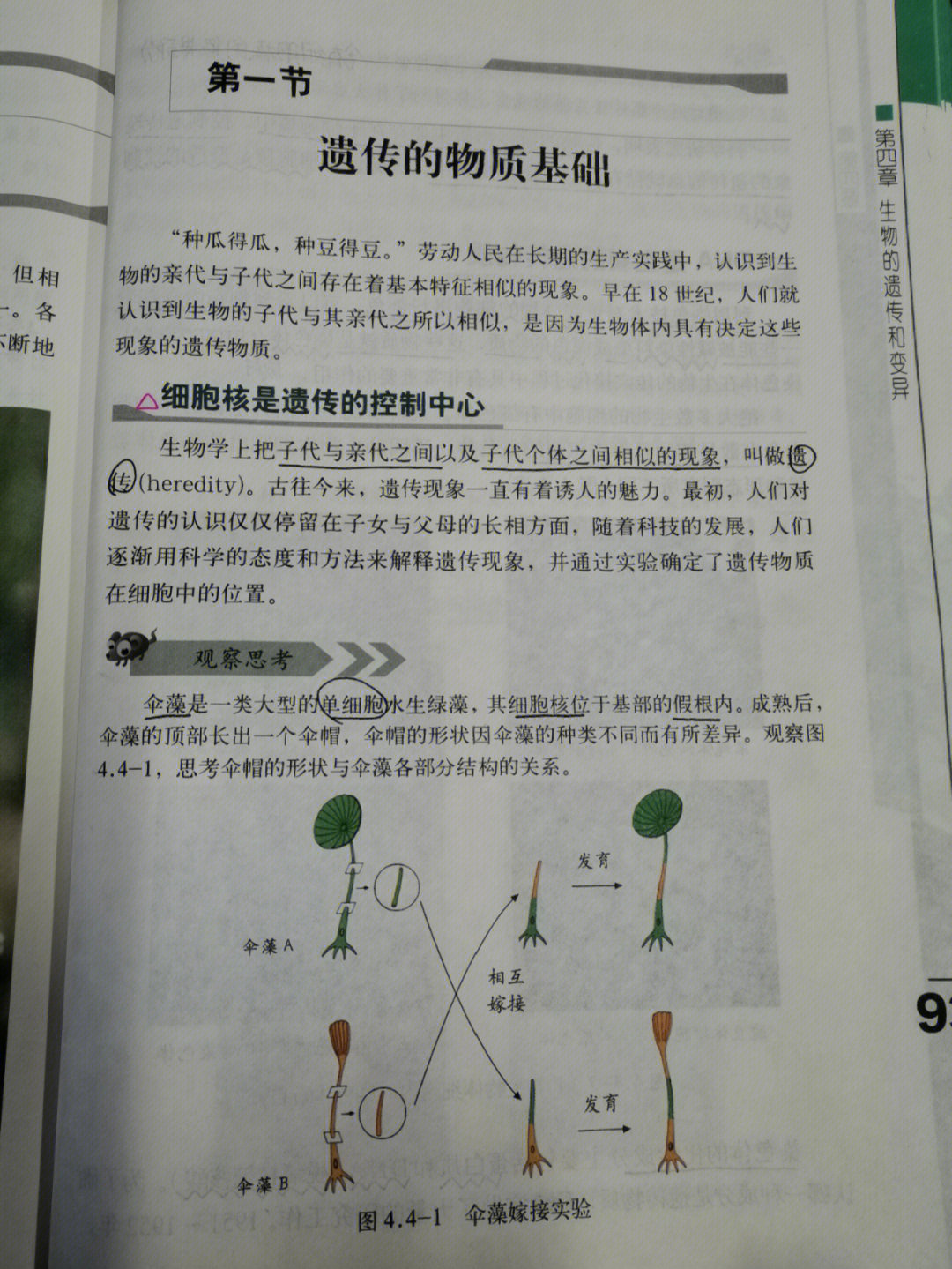 八年级生物遗传图解图片