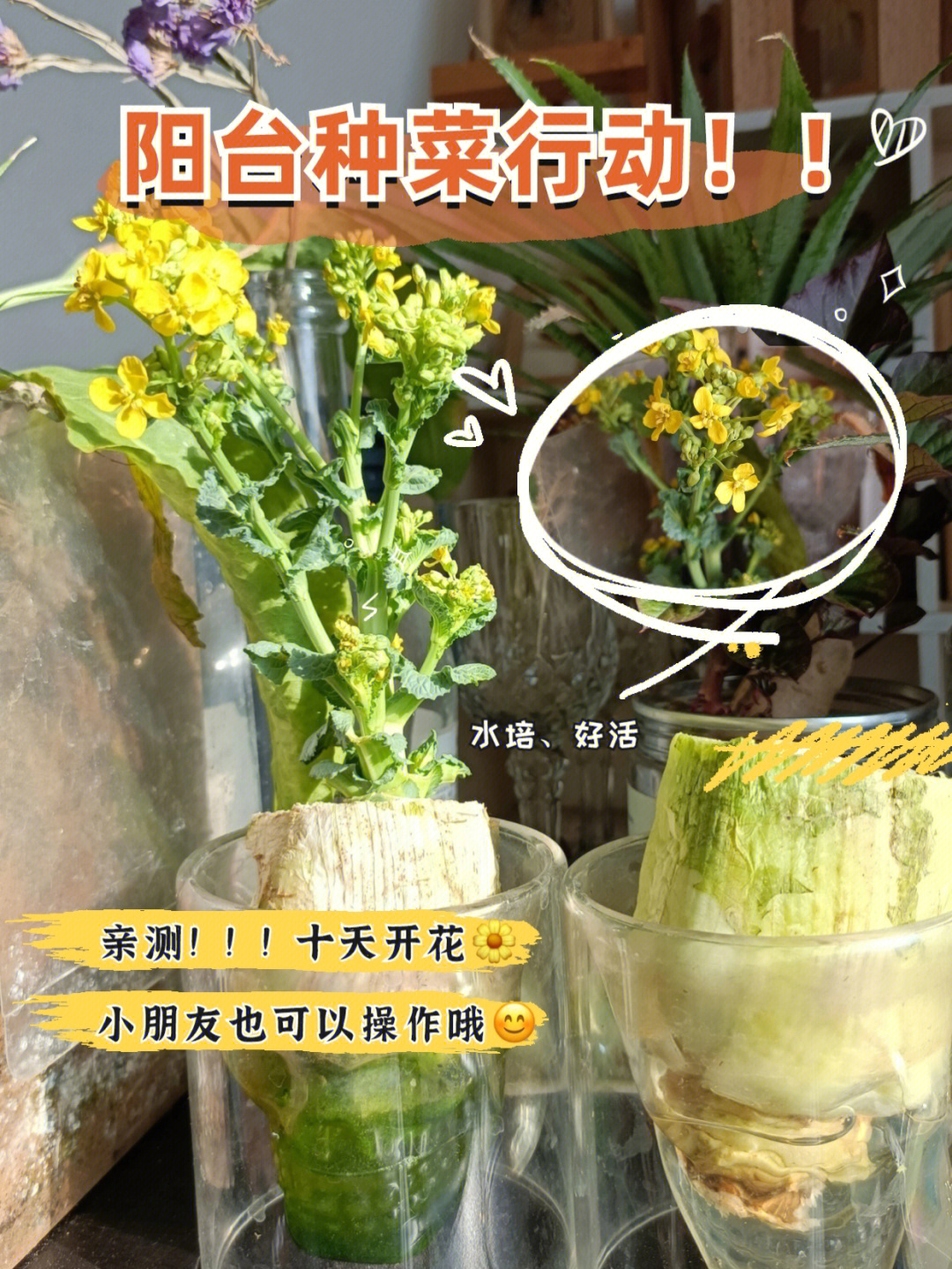 水培白菜花观察记录图片