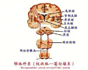 脊髓前角细胞图片图片