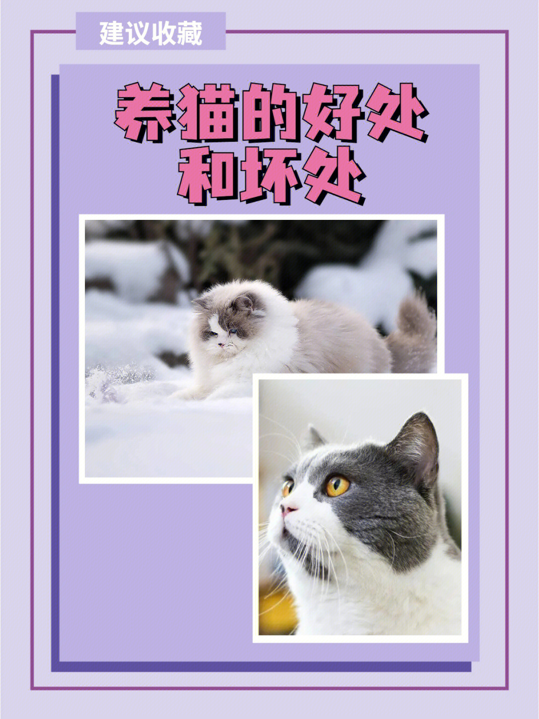 养猫的坏处图片