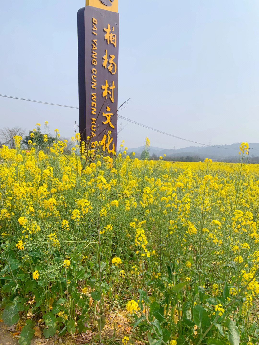 德庆油菜花景点在哪里图片