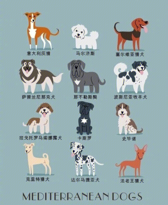 狗名 品种图片
