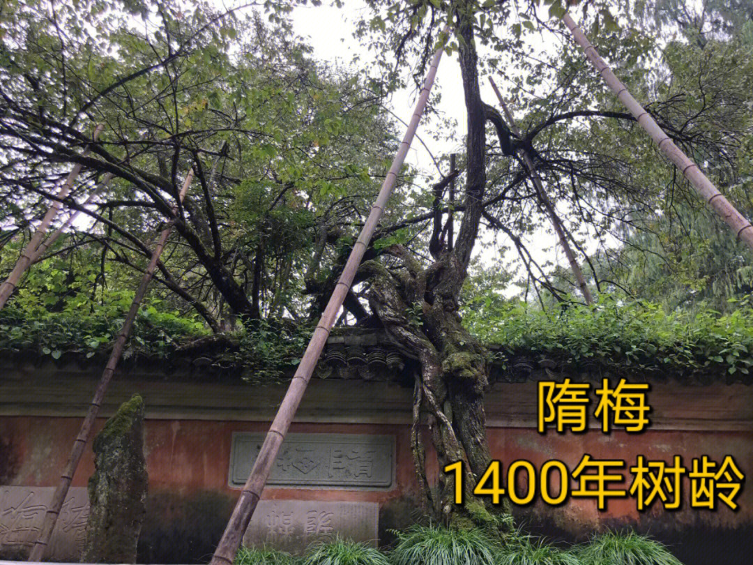 天台山写生国清寺隋梅