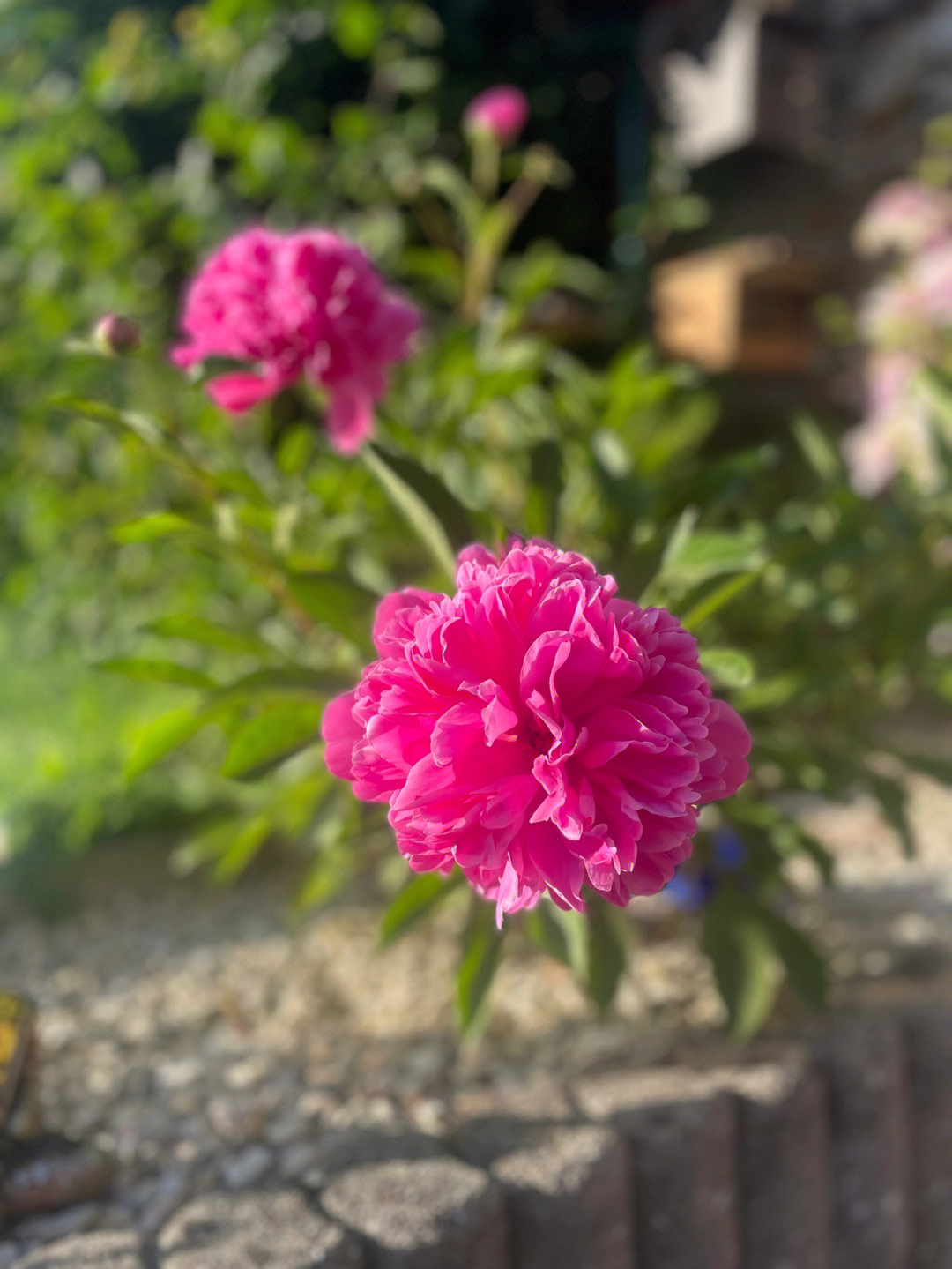 玫瑰小鸟 芍药图片