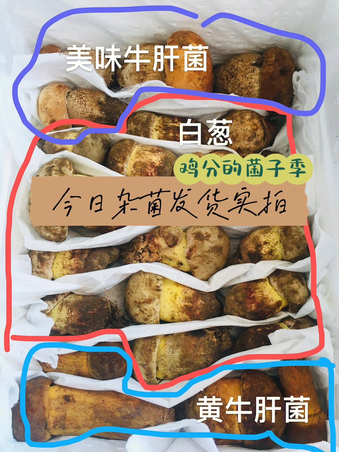 今日份杂菌松茸发货实拍