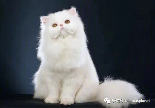 科普知识猫中贵族波斯猫persiancat