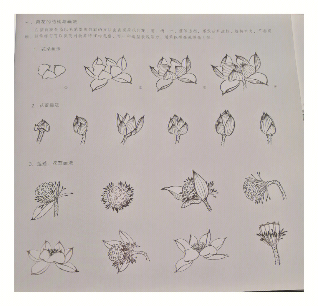 社适合初学者荷花技法