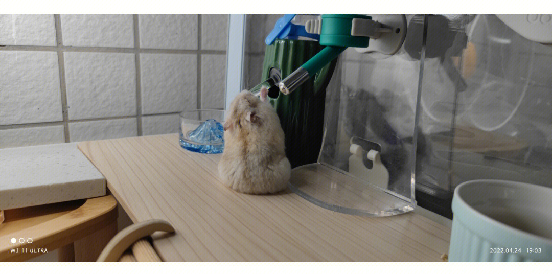 自制小仓鼠喝水器图片