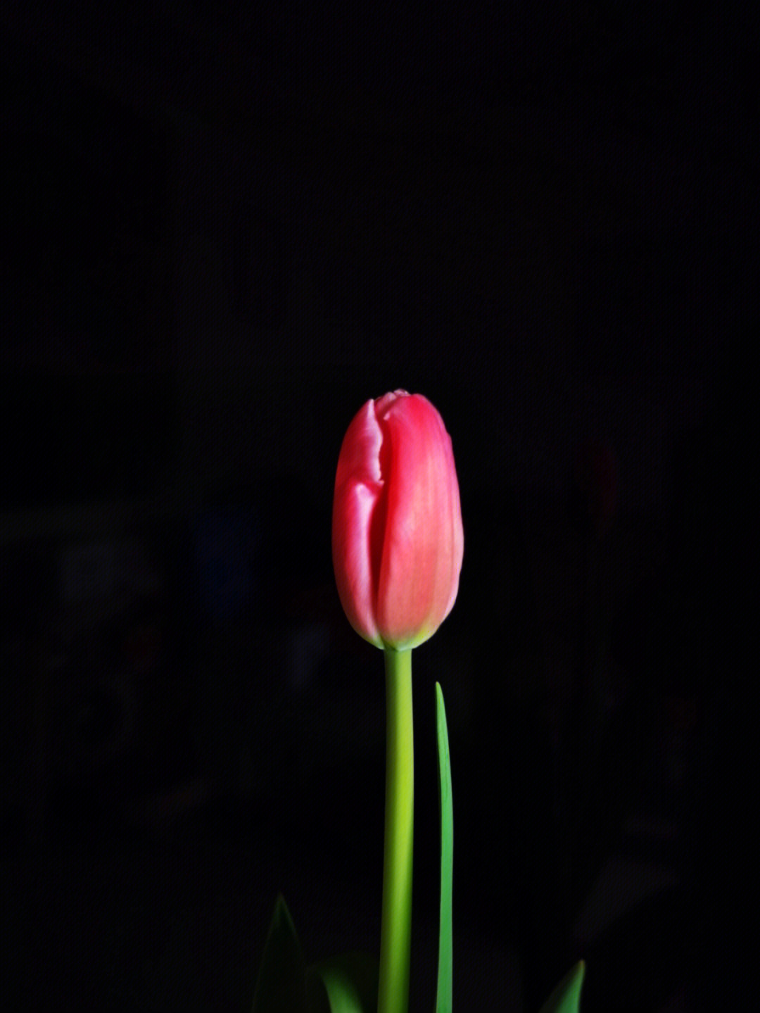 黑色郁金香花语图片