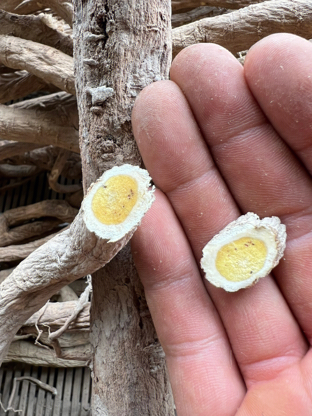 甘肃岷县野生黄芪,金盏银盘菊花心,清晰可见