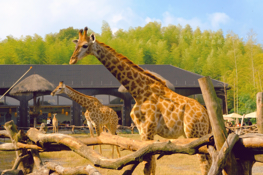 giraffemanor图片