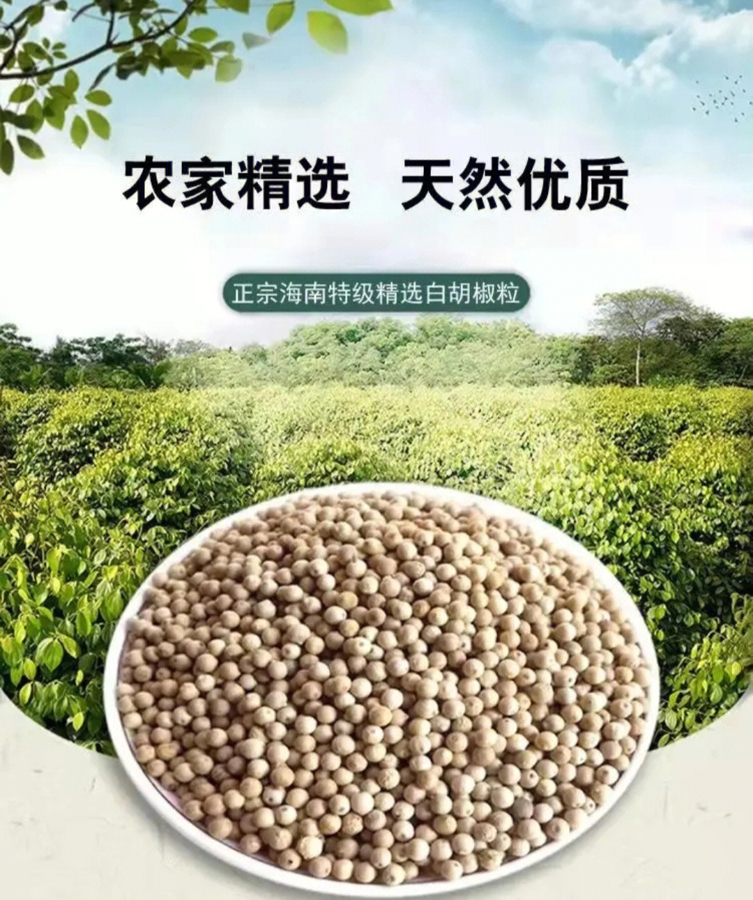 药食两用正宗海南胡椒根胡椒粒开售啦