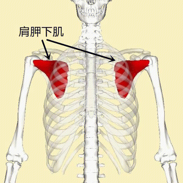 稳定盂肱关节以及使肱骨产生内旋