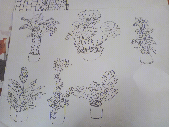 室内盆栽手绘线稿图片