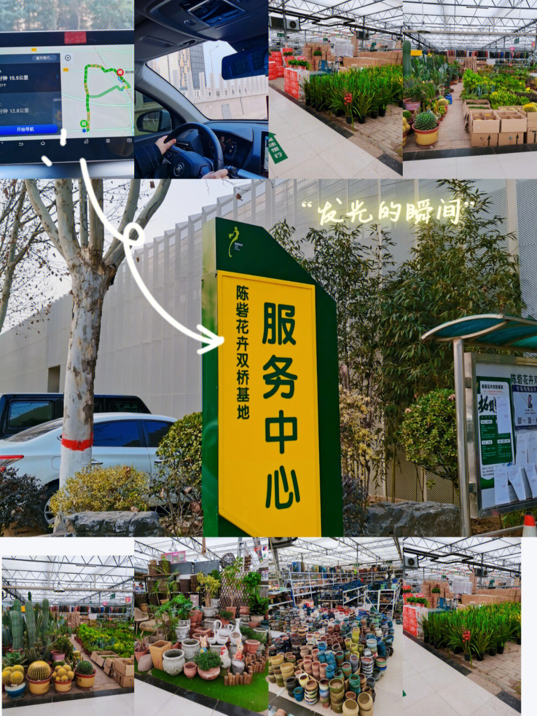郑州陈砦双桥花卉基地图片
