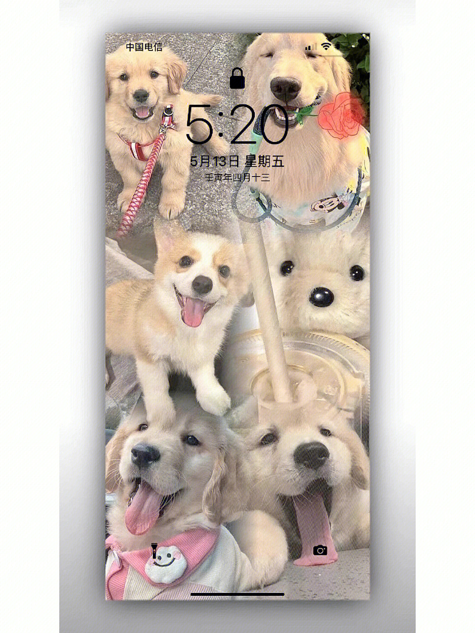 高清可爱狗狗手机壁纸图片