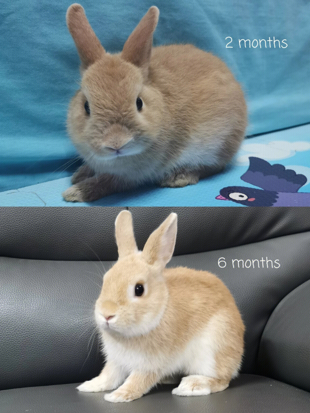 侏儒兔长大后对比图片