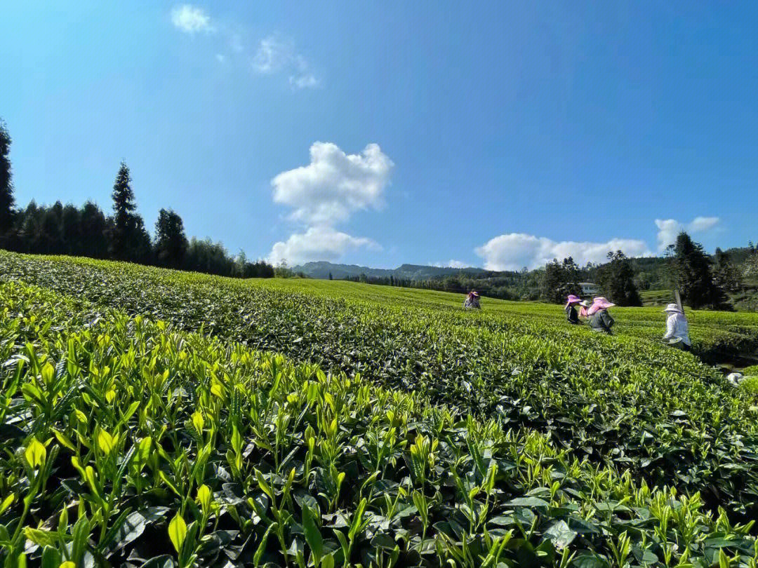 茶山