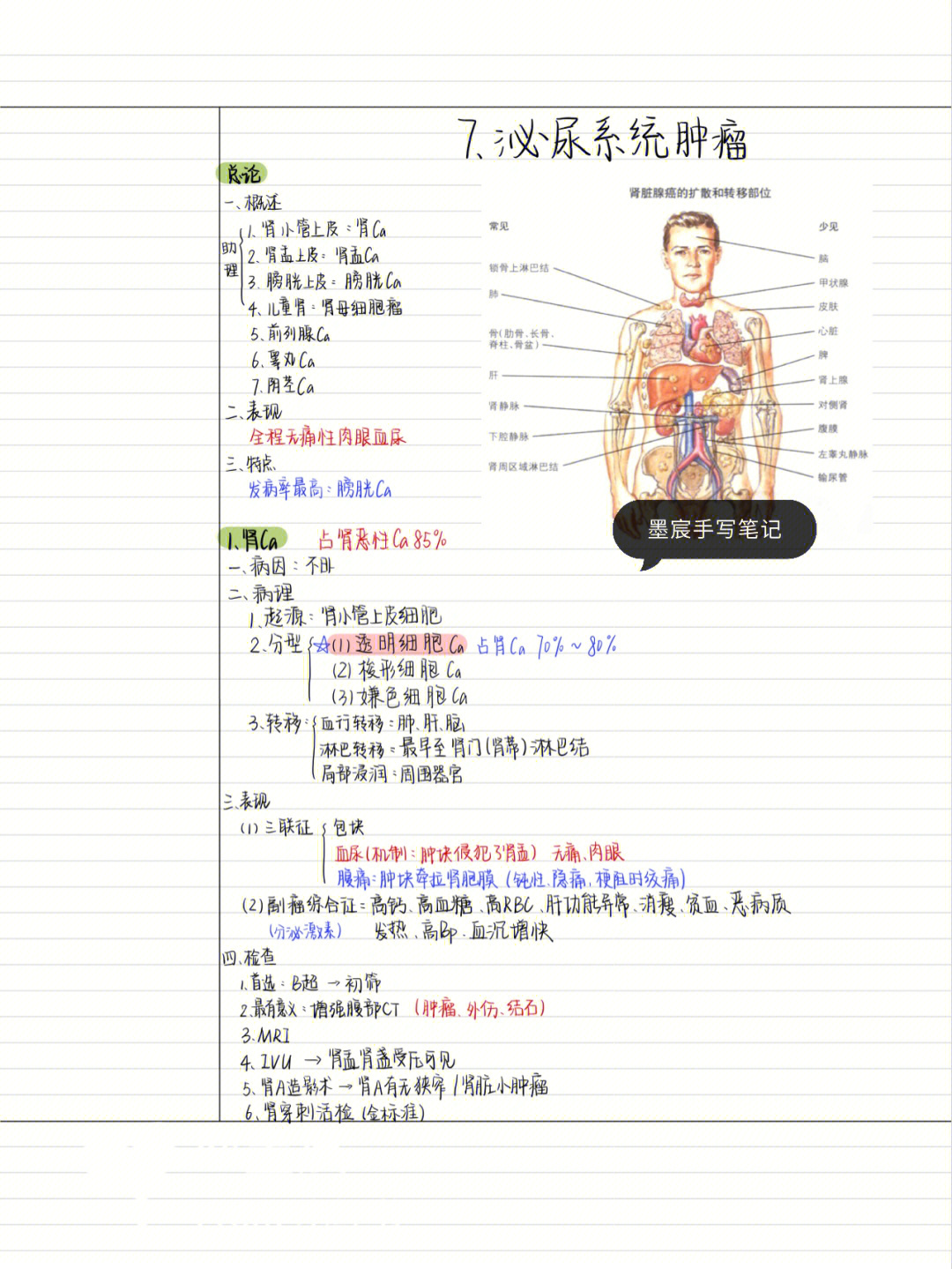 生物泌尿系统手抄报图片