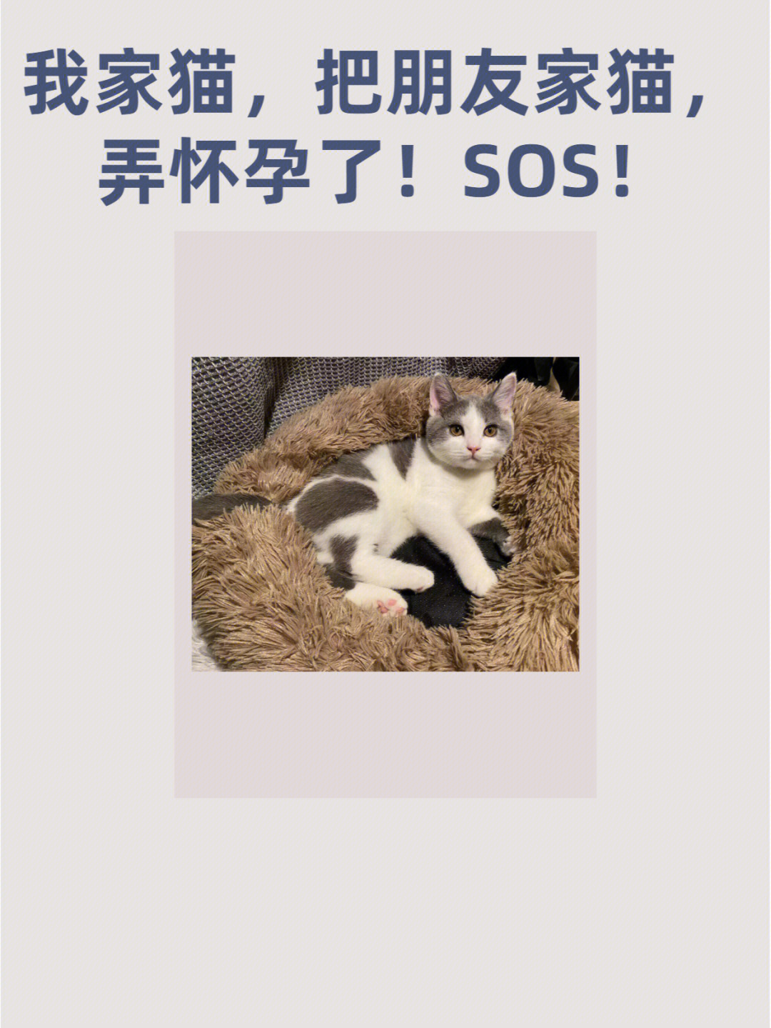 我家猫把朋友家猫弄怀孕了怎么办71