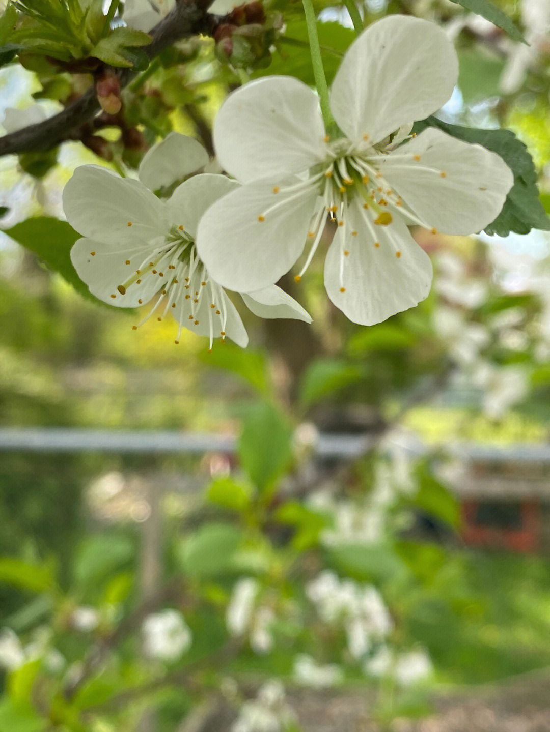 樱花和樱桃花图片