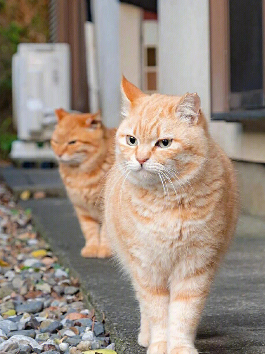 圆脸橘猫和尖脸橘猫图片