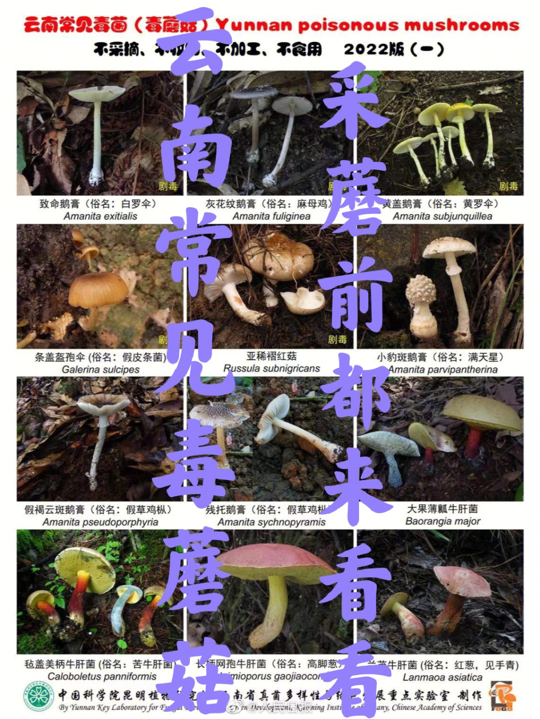 毒蘑菇大全名称图片图片