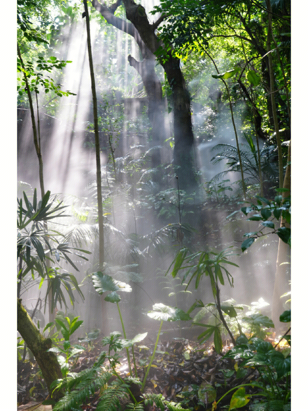厦门植物园 热带雨林图片
