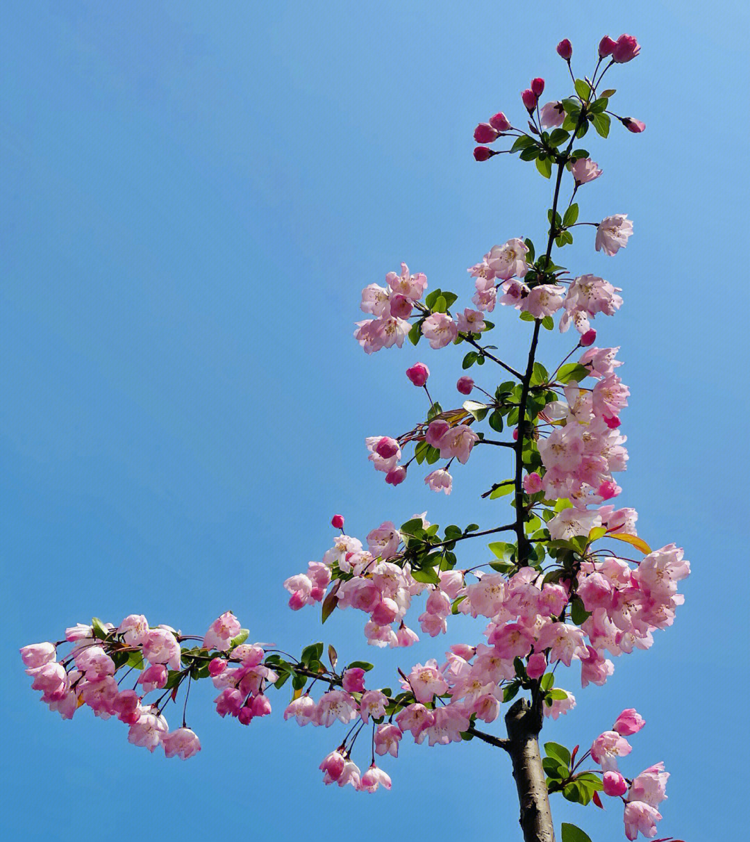 海棠花