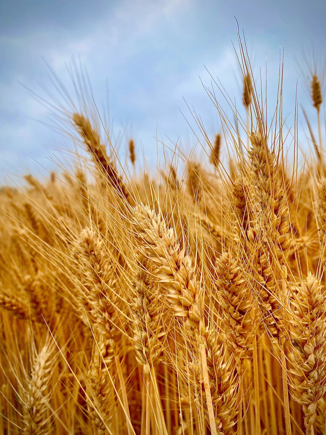 小麦成熟后的样子图片