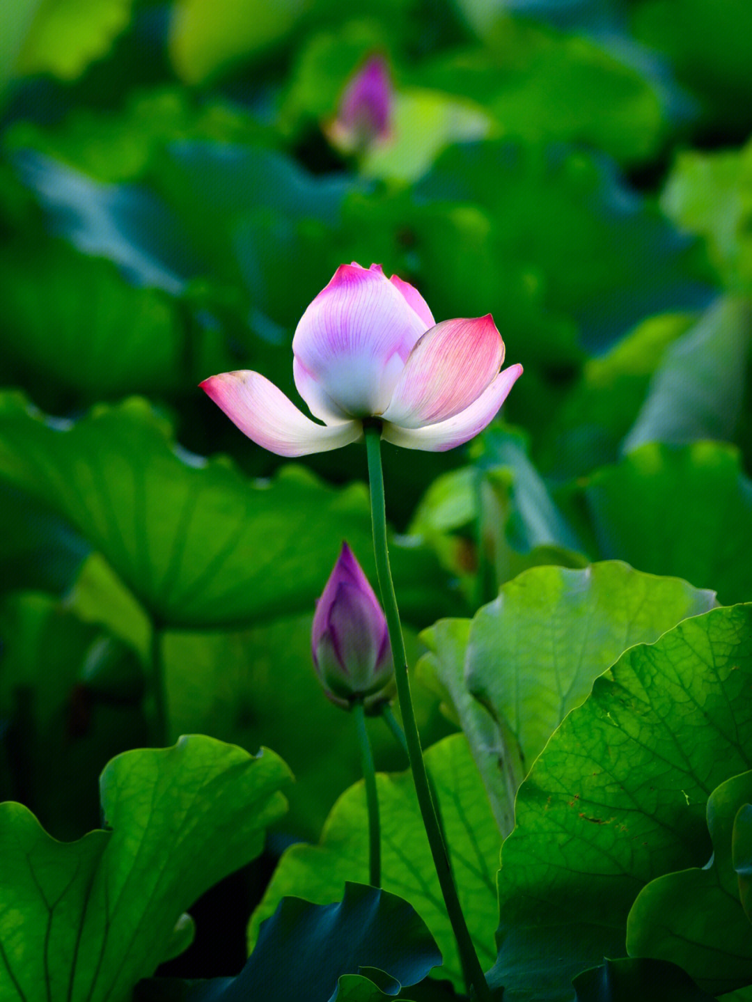 西湖荷花