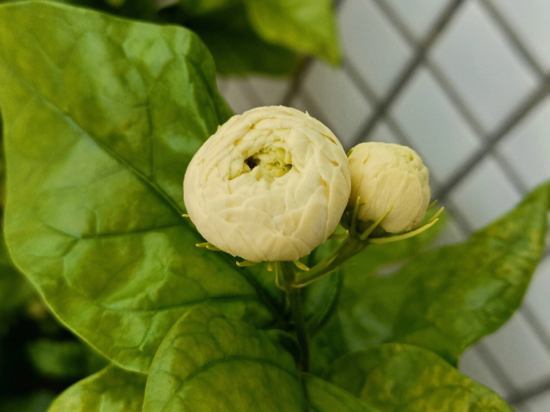 茉莉花花瓣数量图片