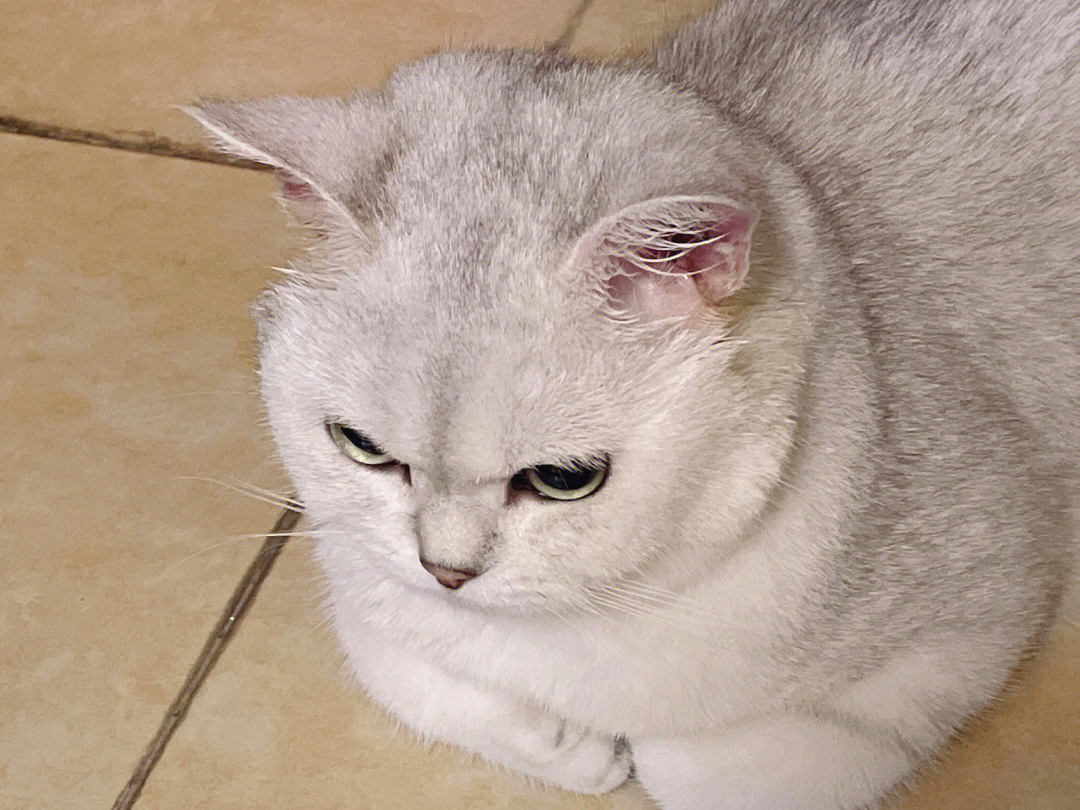 银渐层猫脾气图片