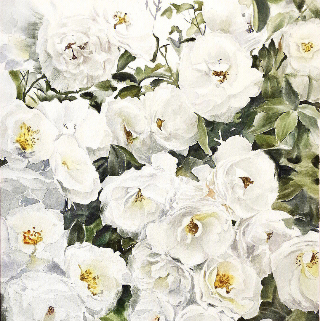 水彩花卉白色蔷薇全过程图